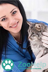 Ветеринарная клиника «Zoohelp»