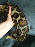 Каллинан / Cullinan