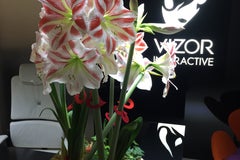 Вайзор Интерэктив / Vizor Interactive